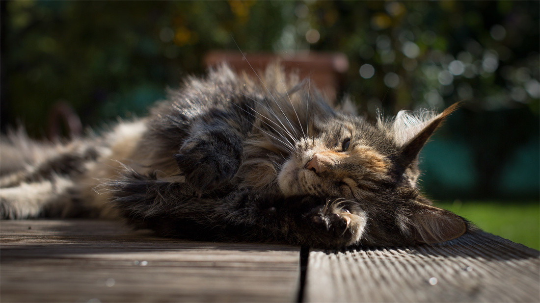 睡在太阳下的缅因猫
