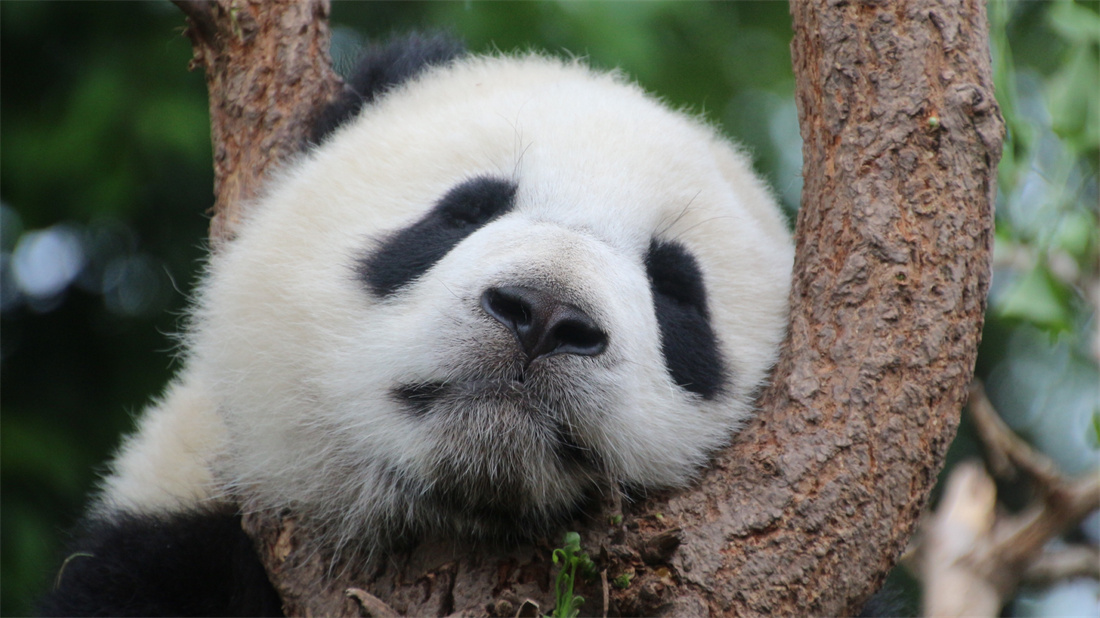 在树枝上睡觉的大熊猫