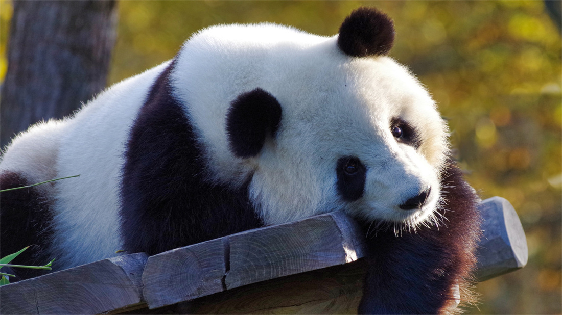 趴着晒太阳的大熊猫