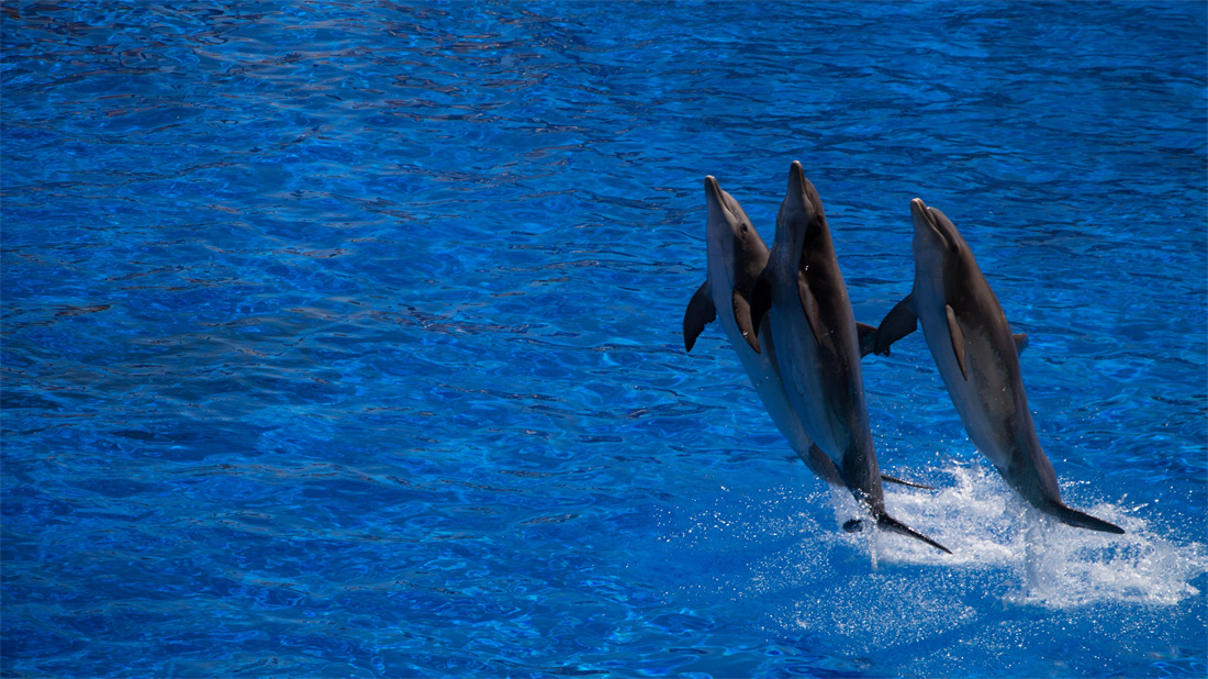 三只跳出水面的宽吻海豚