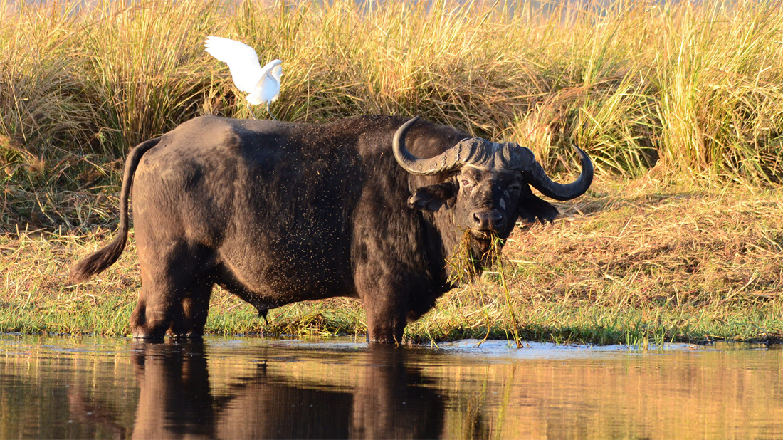 站在水里吃草的非洲野水牛