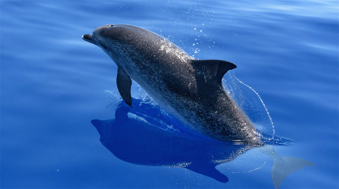 在水面跳跃的宽吻海豚