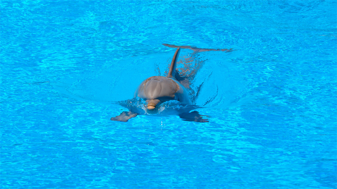 在水里游泳的宽吻海豚
