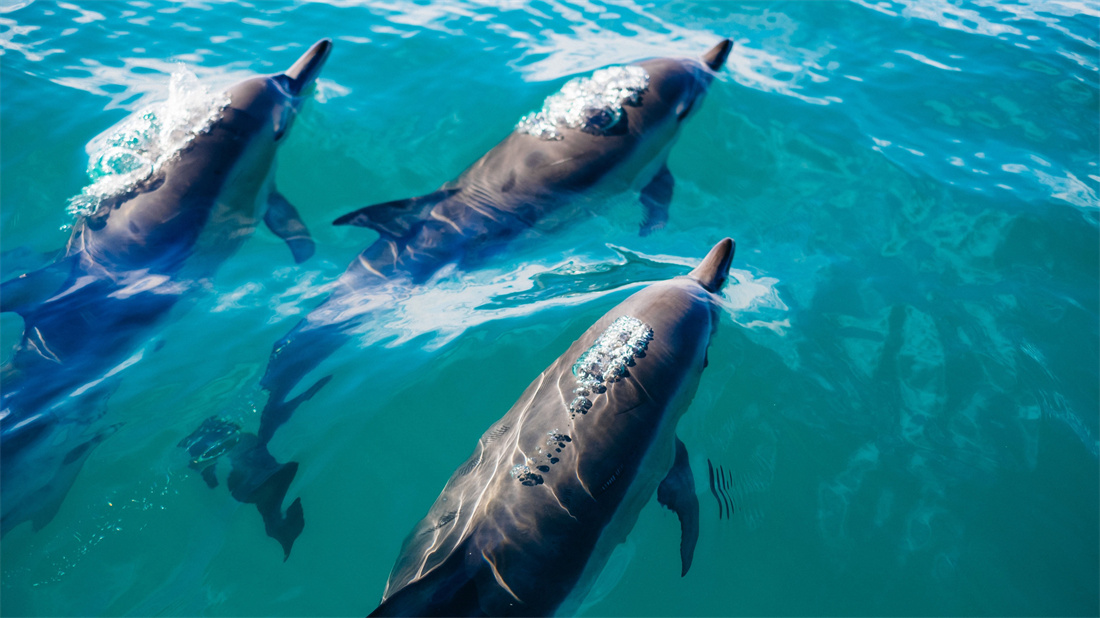 三只乖巧可爱的宽吻海豚