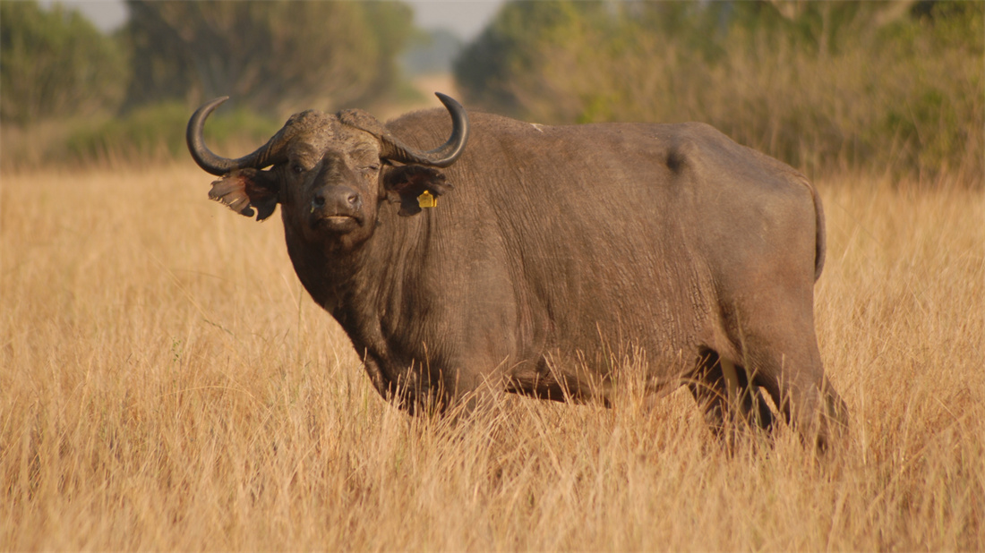 在非洲草原上的非洲野水牛