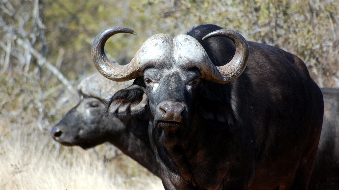 一本正经的非洲野水牛