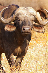 非洲最危险的动物之一非洲野水牛