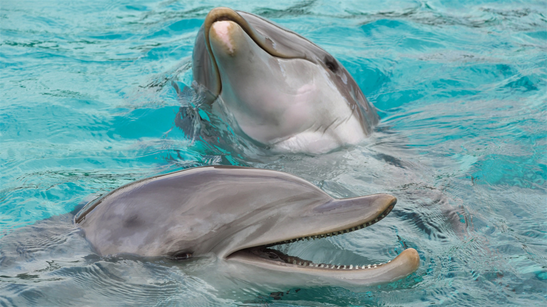 在水里开心嬉戏的宽吻海豚