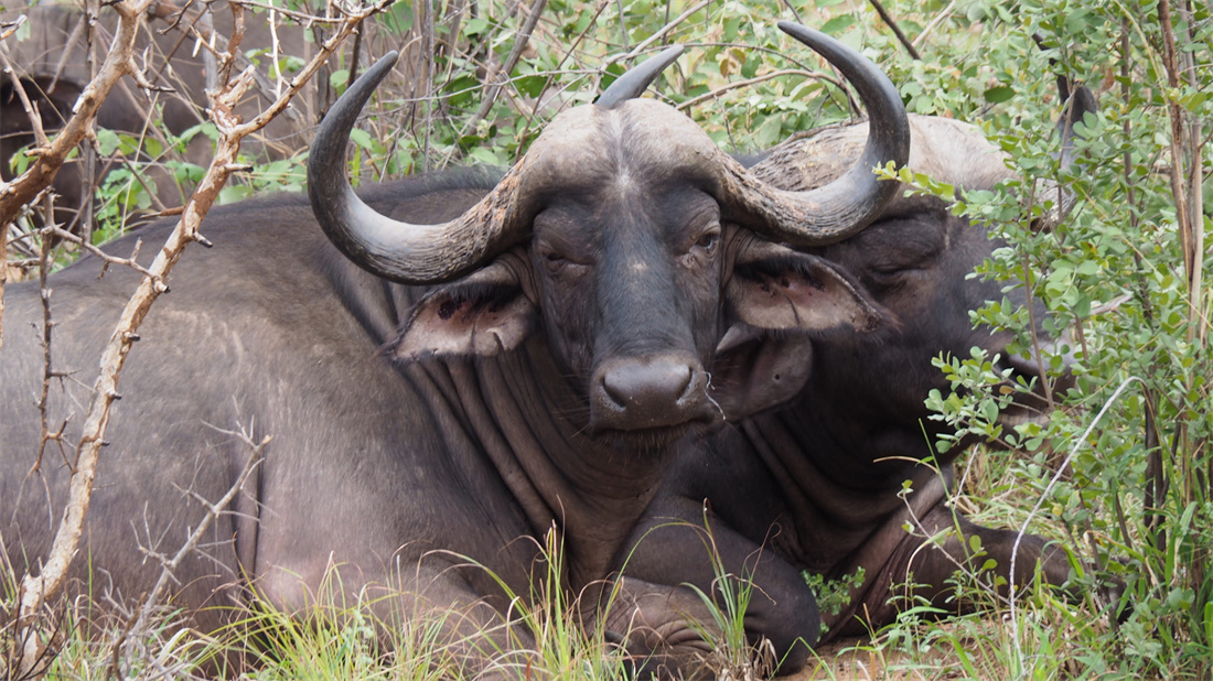 两只趴在地上休息的非洲野水牛