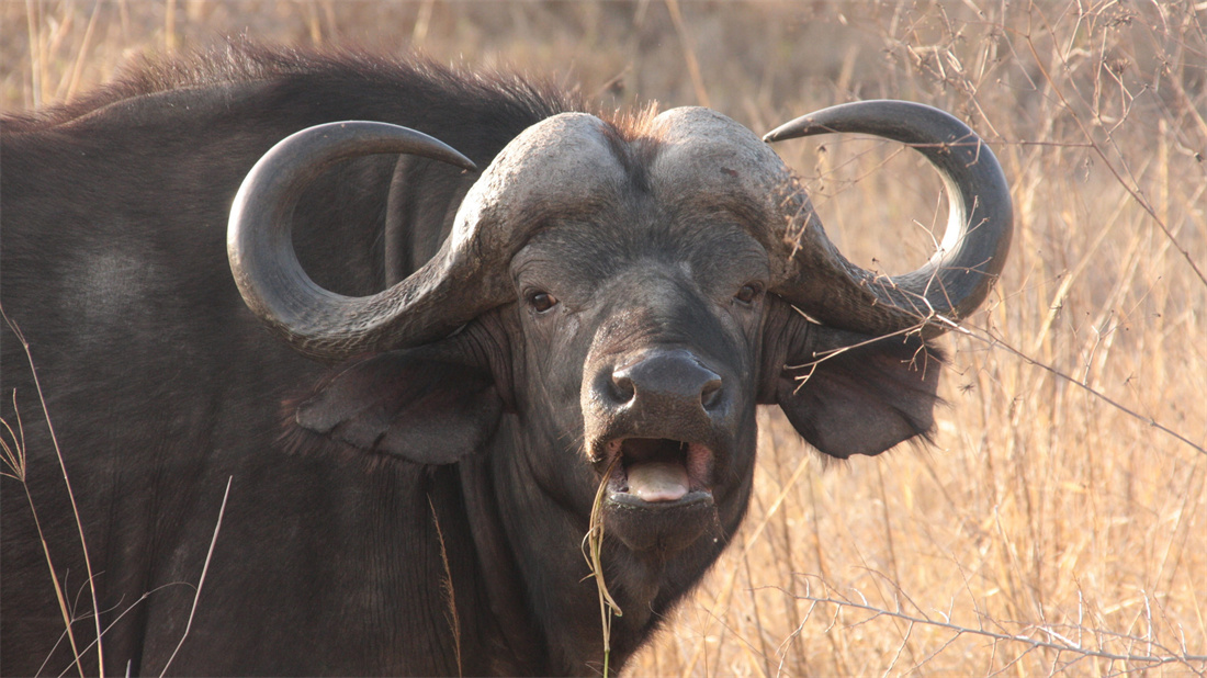 张嘴卖萌的非洲野水牛
