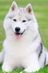 雪橇三傻中名气最大的狗狗西伯利亚雪橇犬