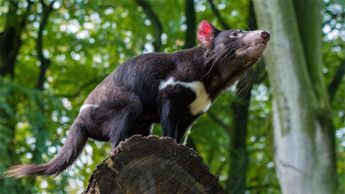 站在树干上抬头望的袋獾