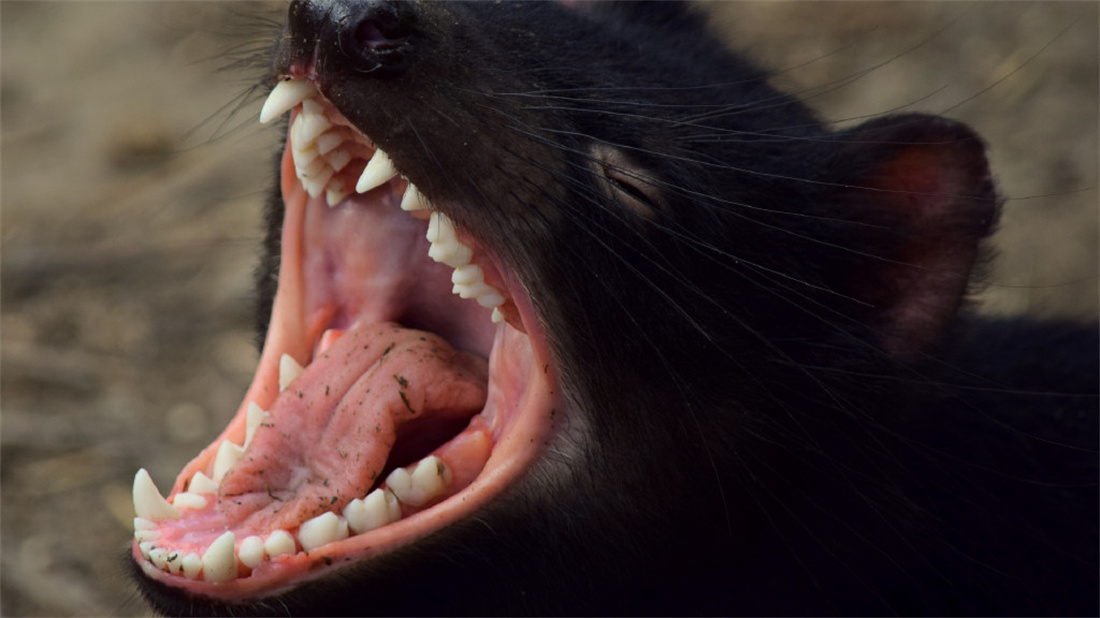 张大嘴巴的袋獾