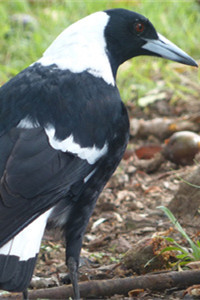 最为特别的鸣禽之一黑背钟鹊