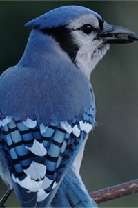 世界上颜值最高的十种鸟之一冠蓝鸦