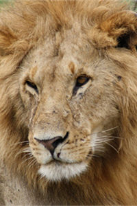 非洲顶级的猫科食肉动物“草原之王”狮子