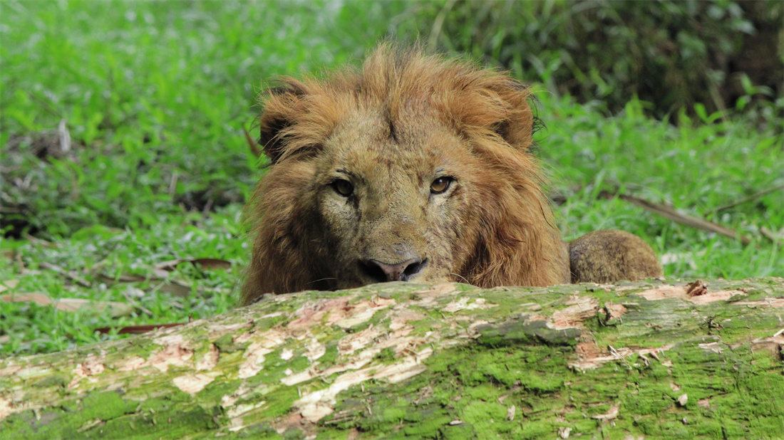 蹲在树桩后面的狮子