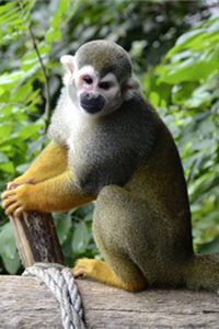生活在南美洲的超可爱的松鼠猴