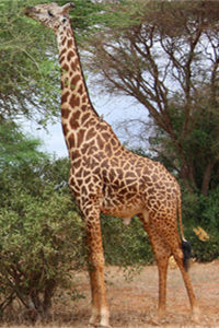 世界上最高的陆生动物长颈鹿