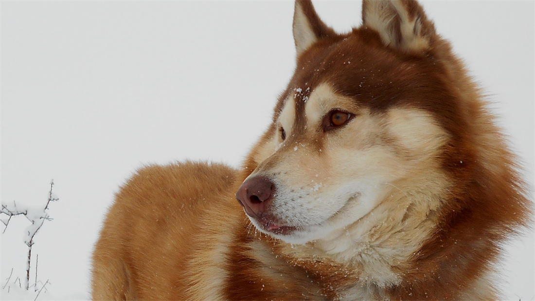 在雪地上嬉戏的西伯利亚雪橇犬