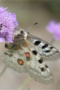 第一只受保护的蝴蝶阿波罗绢蝶