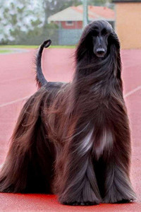 颜值高姿态优雅的阿富汗猎犬