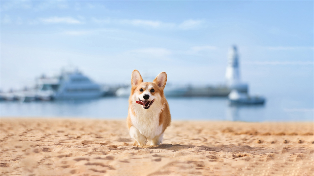 在沙滩上奔跑的威尔士柯基犬