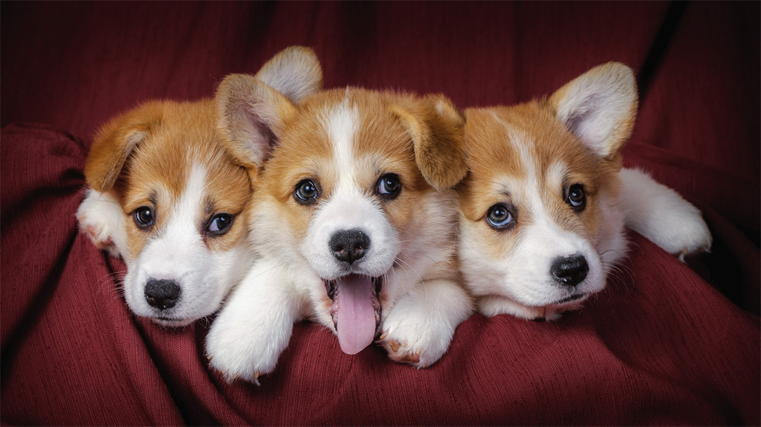 三只可爱的小威尔士柯基犬