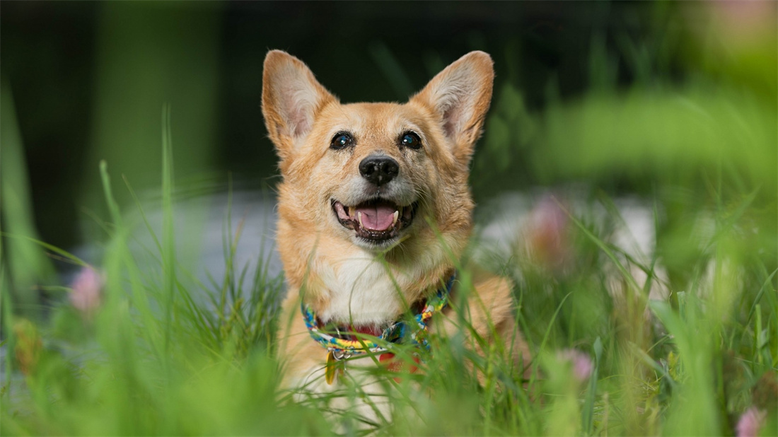 蹲在草地上咧嘴微笑的威尔士柯基犬