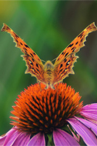 沉迷于花花世界的斑点木蝶