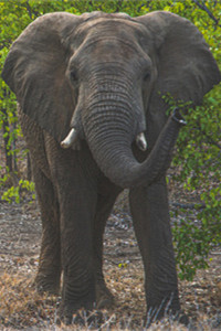 陆地上最大的哺乳动物非洲象