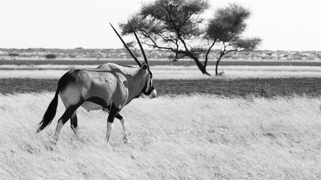 在草原上行走的南非藏羚