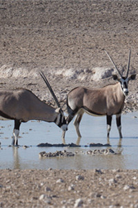 体型最庞大的剑羚南非剑羚