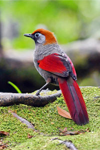 颜色艳丽的国家保护动物赤尾噪鹛