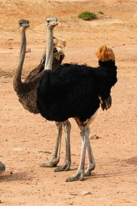 世界上最大的一种鸟类非洲鸵鸟
