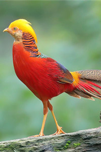 赤橙黄绿青蓝紫都拥有的国家二级保护动物红腹锦鸡