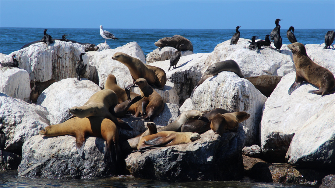成群结队的海狮 趴在岸上，集会呢