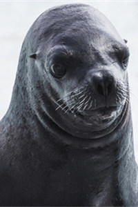性情温和的濒危动物海狮