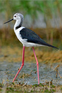 拥有大长腿的鸟界模特——黑翅长脚鹬