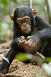 仅次于人类的最聪慧的动物黑猩猩