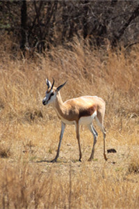 南非的国兽——跳羚