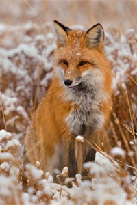 生性狡猾行动敏捷的国家二级保护动物赤狐