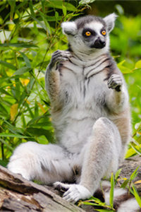 马达加斯加的濒危动物——环尾狐猴