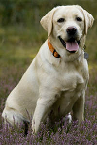 美犬业协会连续11年最受欢迎犬种——拉布拉多猎犬