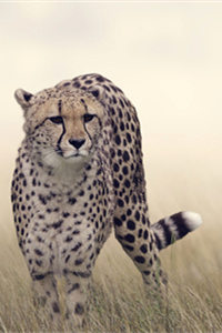 在陆地上奔跑得最快的动物——猎豹