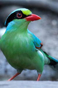 羽色主要为草绿色的二级保护动物——蓝绿鹊