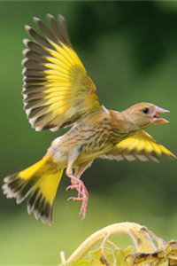 一般玩家驯养的第一只鸟——金翅鸟