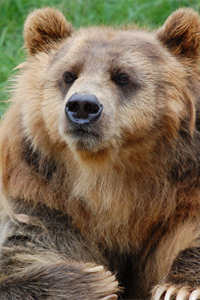 陆地上食肉目体形最大的哺乳动物之一——棕熊