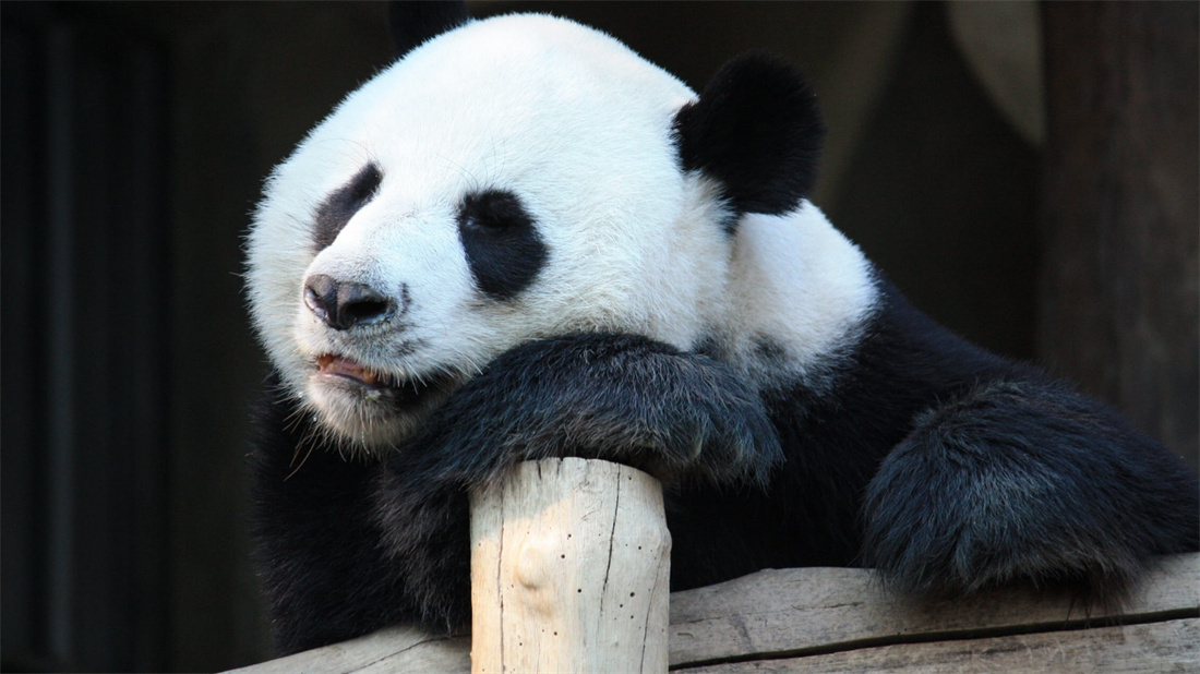 趴在树桩上卖萌的大熊猫