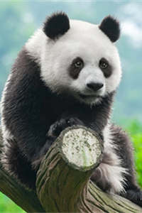 最可爱的猛兽——大熊猫